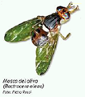 bactrocera