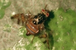 ceratitis01