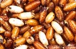 ceratitis03