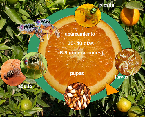 ceratitis05