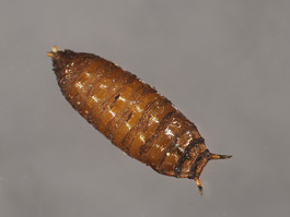drosophila00
