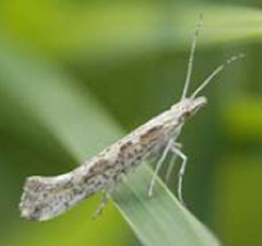 plutella01