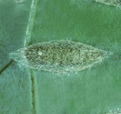 plutella02