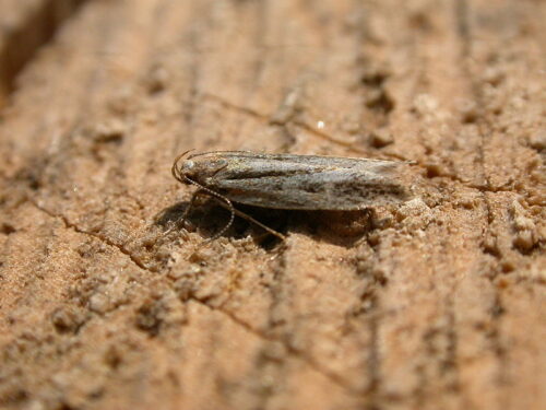 Anarsia liniatella. Foto 1 (photo Donald Hobern 2014) Anarsia liniatella. Foto 1 (photo Donald Hobern 2014)
