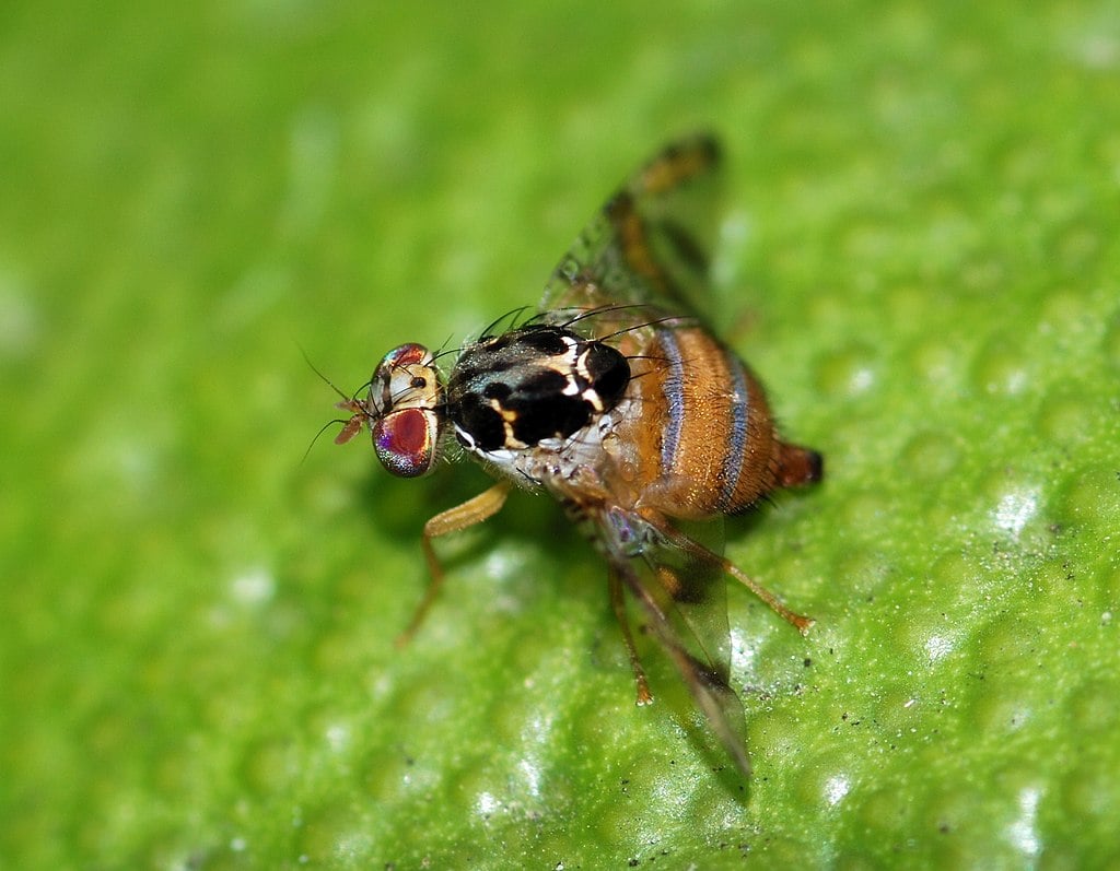 Mosca de la fruta o Ceratitis capitata