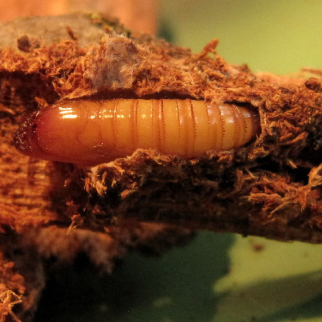 Larva de Sesio del manzano o Synanthedon myopaeformis