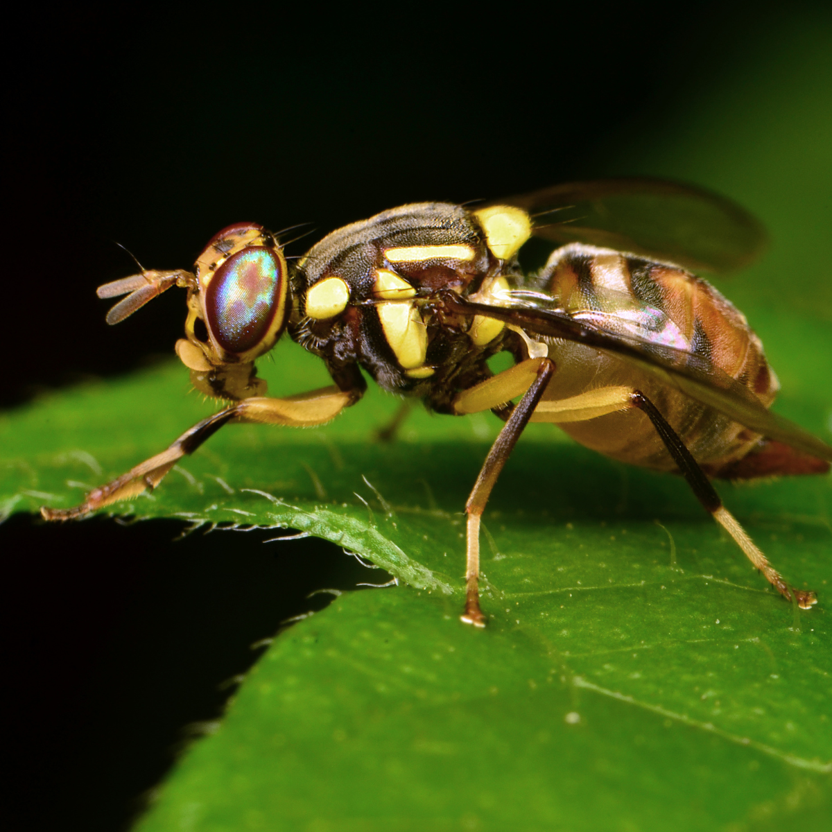 Plaga Bactrocera oleae